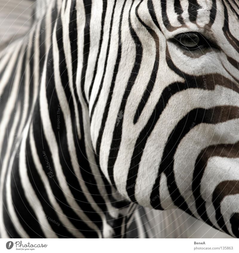 Z Zebra Quagga Odd-toed ungulate Horse Zebra crossing Stripe Camouflage Pattern Black White Eyelash Pelt Africa Steppe Animal Zoo Nature Safari