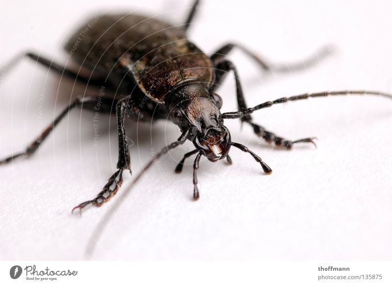 The big crawl Crawl Insect Feeler Macro (Extreme close-up) Near Creepy Disgust Blur Fear Panic Beetle Shell Armor-plated Legs Pine hairy hair Floor covering