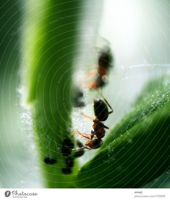 AntsPAAR Animal Small Insect Macro (Extreme close-up) Retroring Green Plant Isopod Greenfly Near Close-up emmet little supermacro