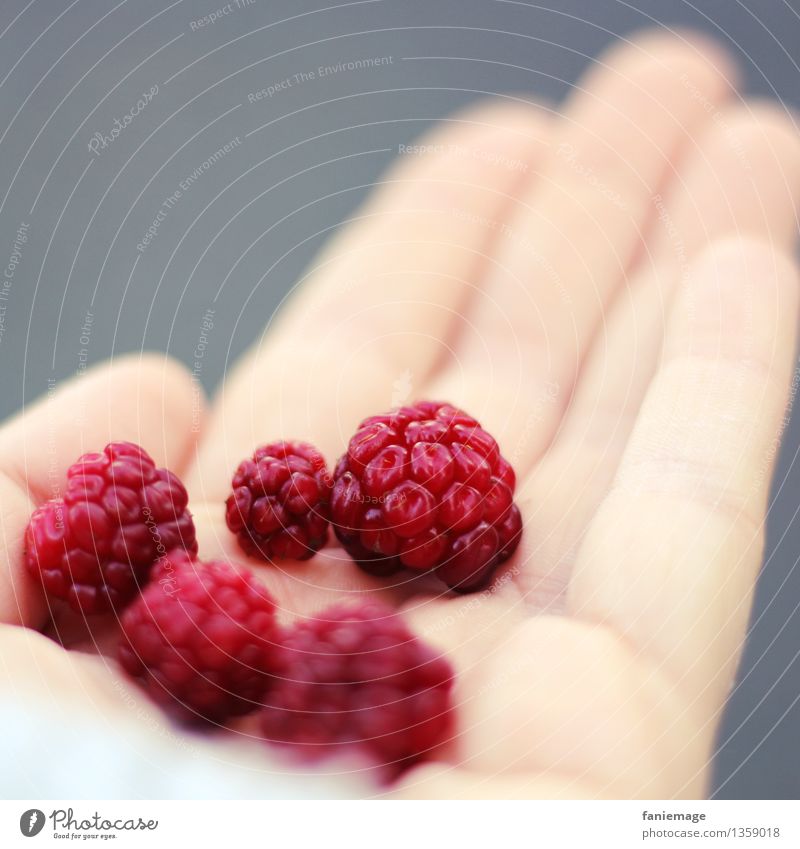 berry Hand Nature Delicious Berries Blackberry Collection Fruity Red Find Gray Square Organic produce Forest fruit Footpath Autumn Autumnal Harvest Eating