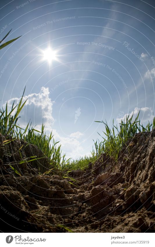 A deep insight! Summer Dry Grass Back-light Brown Sun Sky Earth Dig Soft coal mining Bright Ökö Blue