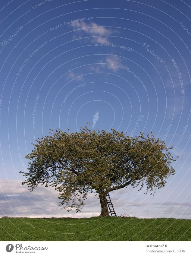 The tree 8 Tree Meadow Field Grain Crops Ladder Hunting Blind Plow Old Old fashioned Wind Spring Life Horizon Sky Clouds Far-off places Land Feature Germany