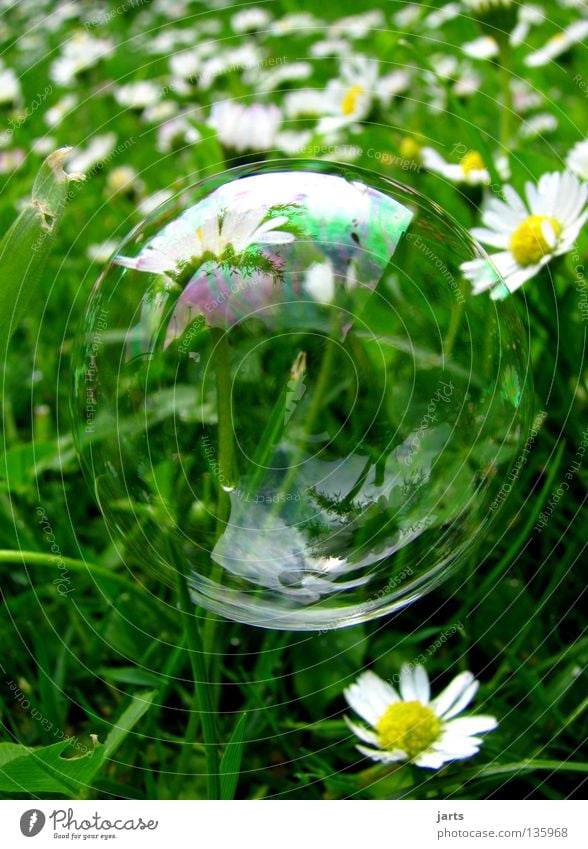 small world Meadow Grass Daisy Green Transience Macro (Extreme close-up) Close-up sieve bubble Bubble jarts