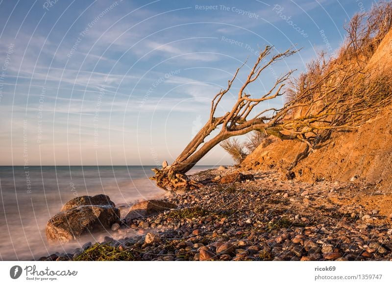 Baltic coast Vacation & Travel Beach Nature Landscape Water Clouds Rock Coast Baltic Sea Ocean Stone Blue Idyll Calm Tourism Tree trunk Cliff Wustrow Fischland