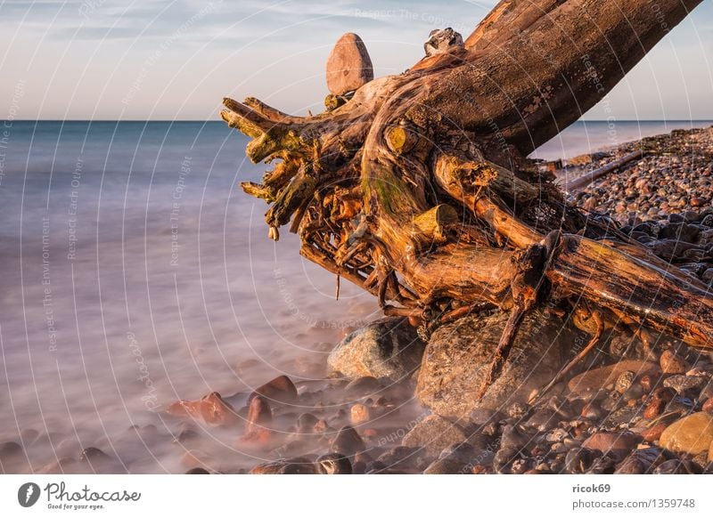 trunk Vacation & Travel Beach Nature Landscape Water Clouds Rock Coast Baltic Sea Ocean Stone Blue Idyll Calm Tourism Tree trunk Wustrow Fischland Darss