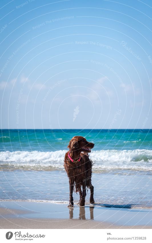 Dog with legs Pet 1 Animal Swimming & Bathing Fitness Esthetic Friendliness Happiness Fresh Healthy Maritime Cute Athletic Joy Happy Joie de vivre (Vitality)