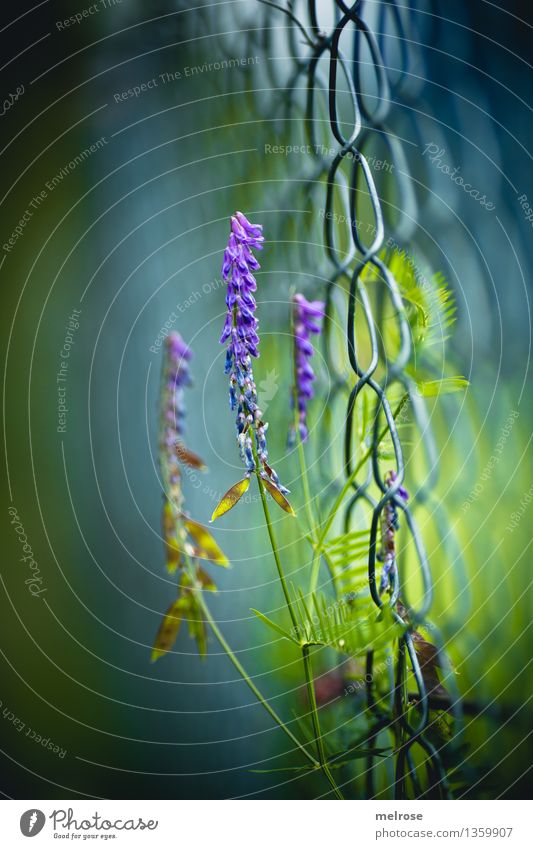 aspiring Elegant Style Nature Autumn Beautiful weather Plant Flower Grass Leaf Blossom Wild plant Park Fence Wire netting fence Blossoming Illuminate Dream