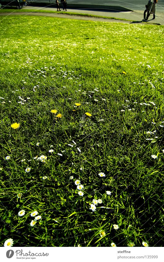 TIM MEADOW Meadow Pedestrian Goalkeeper Spring tim meadow Human being the young take-it-all shit.