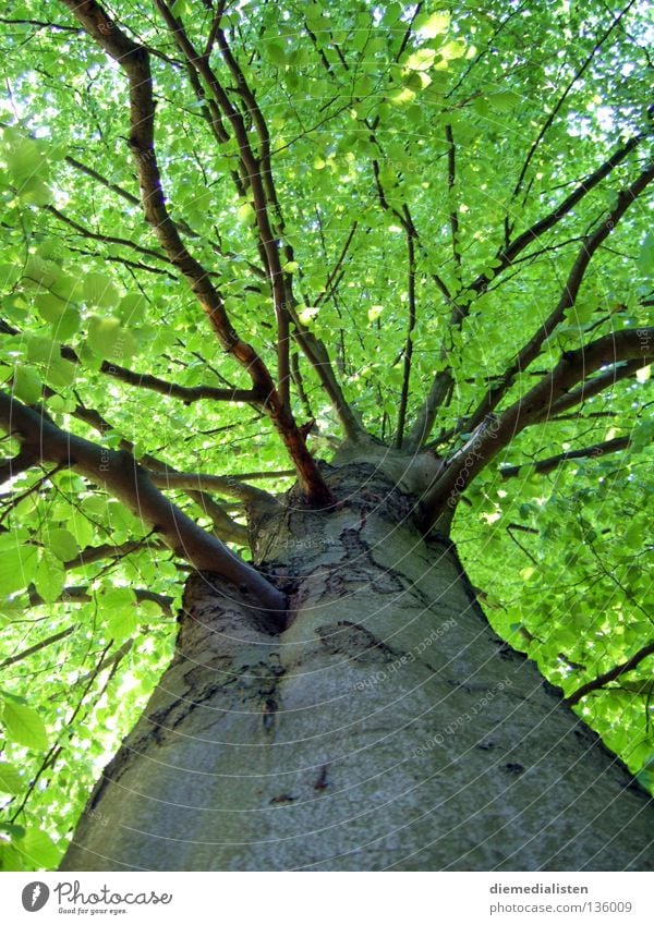 pedigree Tree Beech tree Green Leaf Forest Tree bark Worm's-eye view Tree trunk Tall Nature Branch