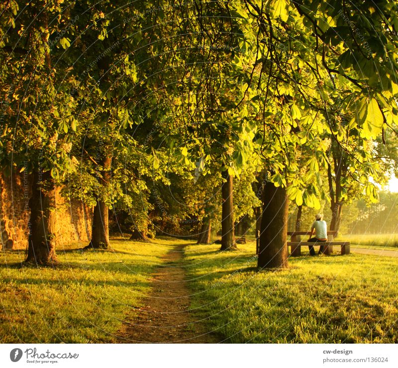 WE EAT EARLY! Field Meadow Fog Umbrella Sunshade Man Grass Tuft of grass Tree Forest Morning Dew Drops of water Hover Red White Blade of grass Plant Damp Wet