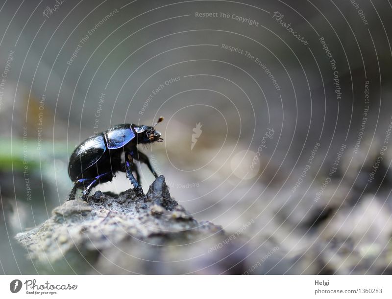 buggy Environment Nature Animal Earth Autumn Forest Lanes & trails Wild animal Beetle 1 Looking Stand Authentic Uniqueness Small Natural Brown Gray Black