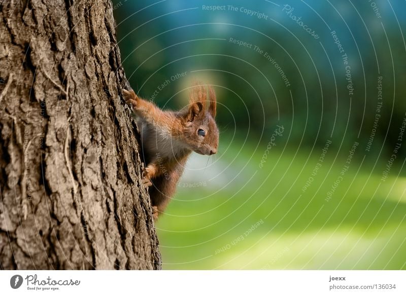 Squirrel on tree trunk with shallow depth of field in park Animal portrait Tree trunk Brown Bushy Pelt Rodent Cute Paw Tree bark Auburn cute blurriness