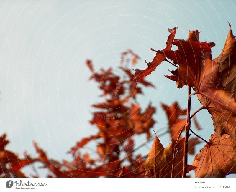 autumn *3 Autumn Leaf Red Tree Autumnal Sky Detail