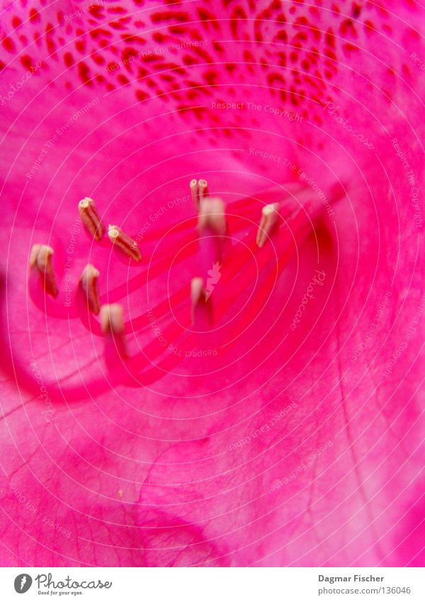 Lady in Pink Colour photo Close-up Detail Macro (Extreme close-up) Copy Space top Copy Space bottom Elegant Design Exotic Joy Beautiful Cosmetics Perfume Life