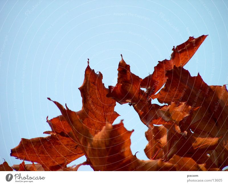 autumn *2 Autumn Leaf Red Tree Autumnal Sky Detail