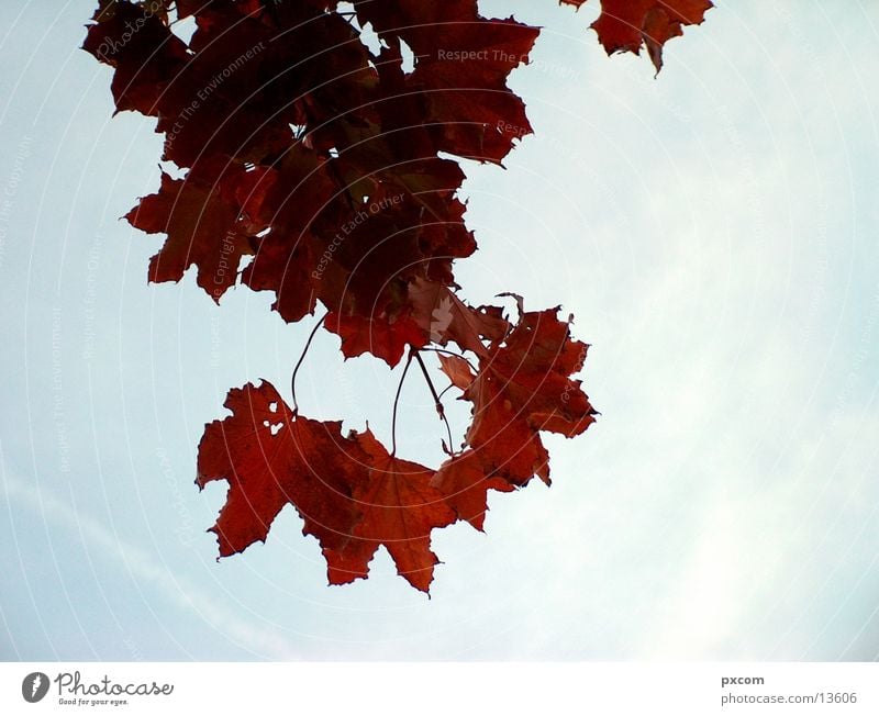 autumn *1 Autumn Leaf Red Tree Autumnal Sky Detail