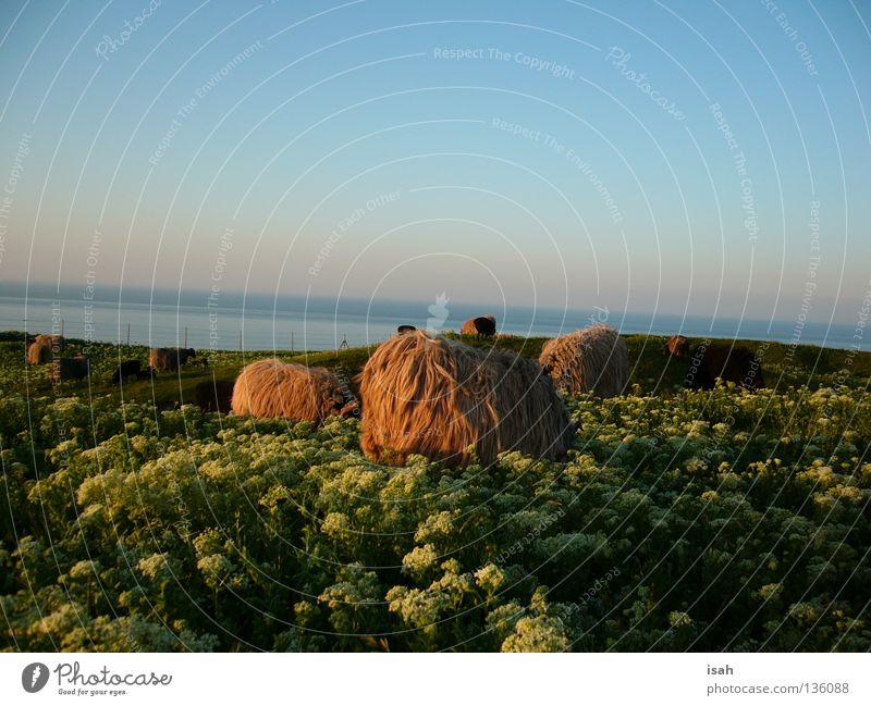 Heidschnucken on Helgoland Moorland sheep Sheep Flower meadow Ocean Mammal Beach Coast Island