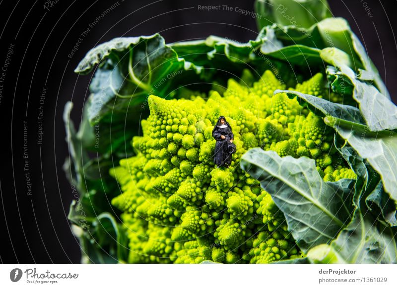 Nun on ROManesco Lifestyle Elegant Style Feminine Woman Adults 45 - 60 years Environment Nature Plant Acceptance Trust Safety (feeling of) Loyal Secrecy