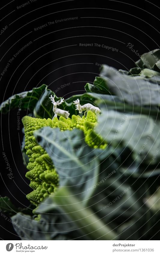 White deer in a clearing of a cabbage head Gardening Green Growth Diet Detail Agriculture Healthy Eating Fresh naturally Close-up Vegetable Vegetarian diet