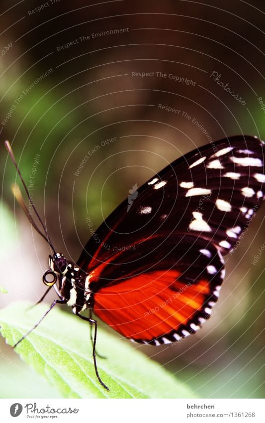 Stand still! Nature Plant Animal Spring Summer Beautiful weather Tree Leaf Garden Park Meadow Wild animal Butterfly Animal face Wing 1 Observe Relaxation Flying