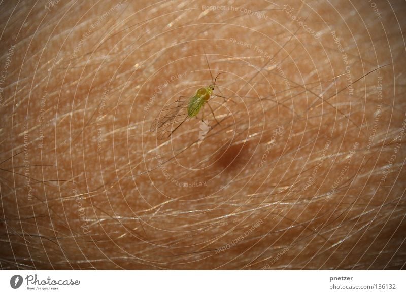 primeval forest Insect Small Crawl Macro (Extreme close-up) Close-up Skin Human being Titillation Hair