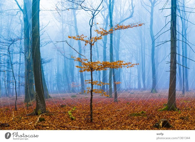 Fantasy forest with fog and orange leaves Spring Autumn Fog Tree Leaf Forest Dream Blue Surrealism Orange magic fantasy Enchanted forest Enchanted wood Mystic