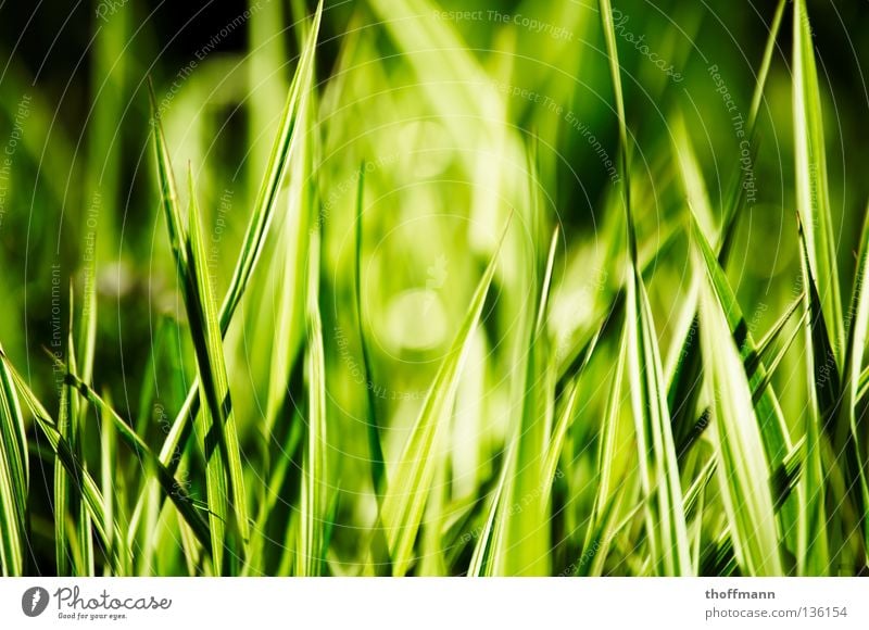 green-white-grass Blade of grass Green White Meadow Blur Cut Spring Summer Macro (Extreme close-up) Close-up Mow the lawn Lawn Point Sun Contrast