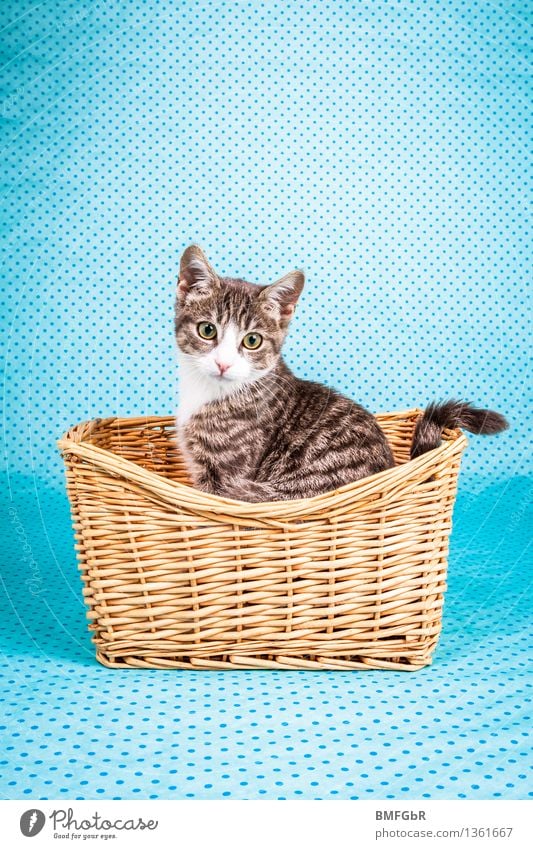 Kitten in a basket Animal Pet Cat Pelt 1 Baby animal Sit Happiness Hip & trendy Curiosity Cute Retro Blue Love of animals Contentment Basket Vintage