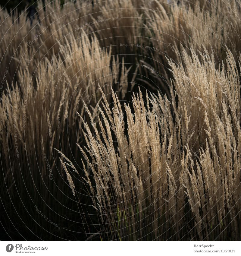 autumnal Autumn Plant Grass Esthetic Natural Beautiful Brown Black Nature Ornamental grass Common Reed tufts Garden Park Autumnal Colour photo Subdued colour