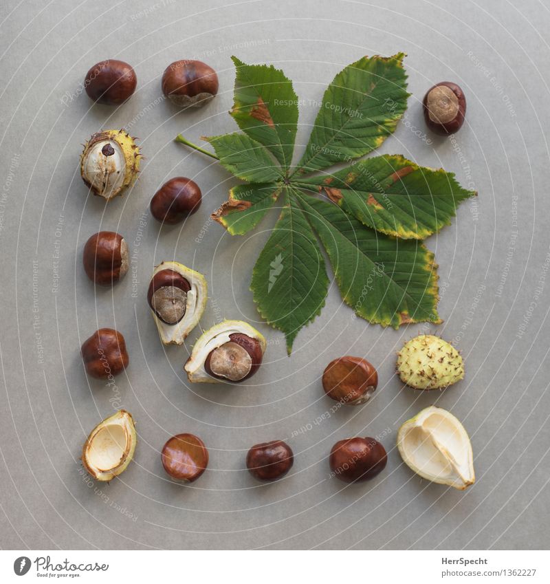 seasonal Autumn Plant Leaf Foliage plant Glittering Natural Round Brown Green Chestnut Chestnut leaf Fruit Seed Sheath Still Life Classification Collection