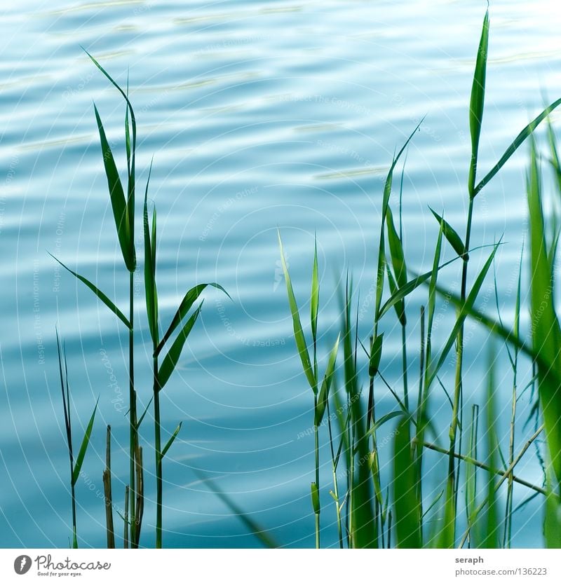 Reed Common Reed Reeds Habitat Grass Juncus Blade of grass Green Muddled Grassland Ecological Plant Meadow Diagonal Across Ear of corn Environment