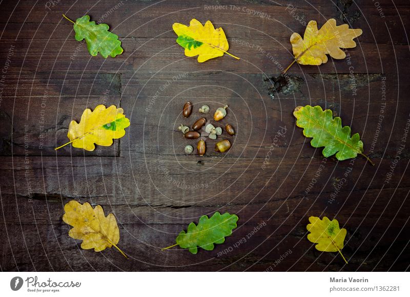 Leaves, foliage, foliage and acorns. Environment Nature Plant Tree Leaf Foliage plant Wood Yellow Green Oak leaf Acorn Arranged Wooden table Autumn