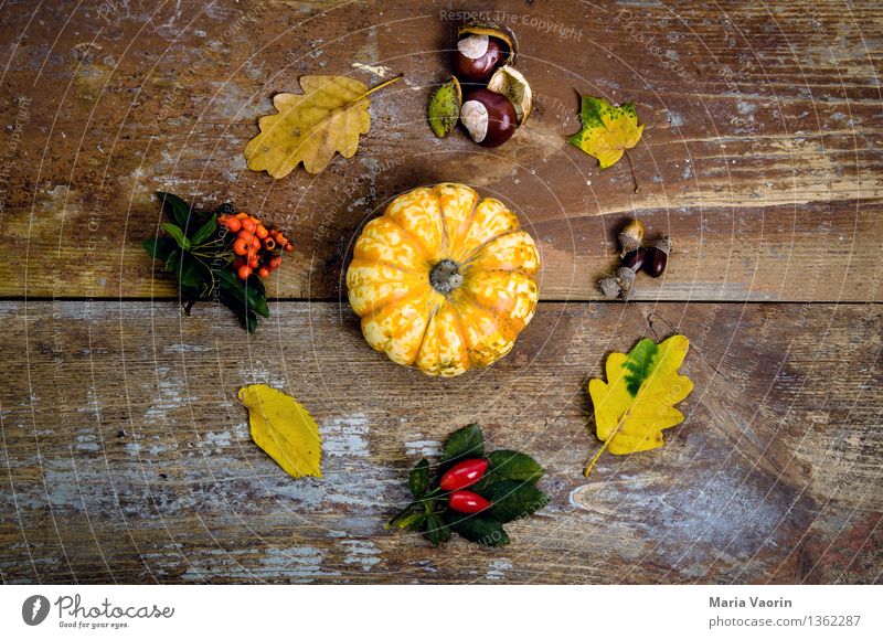 Autumn in detail 2 Food Vegetable Nature Plant Bushes Foliage plant Wood Transience Classification Change Super Still Life Rawanberry Oak leaf Pumpkin Chestnut