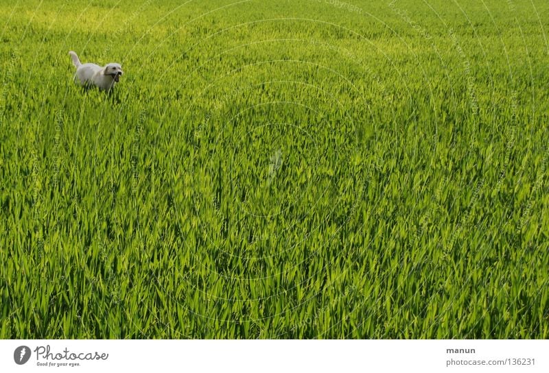 I'm ready! I'm ready! SECOND Labrador Wheatfield Field Grass Meadow Dog Spring Green Animal Bright green Expectation Agriculture Mammal bright Labrador