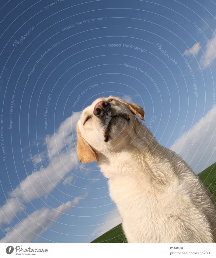 carpe diem Clouds Sky blue Blonde Dog Labrador Summer Sublime Majestic Calm Goodness Serene Endurance Patient Trust Animal Soft Snout Cute Dog's head Nose