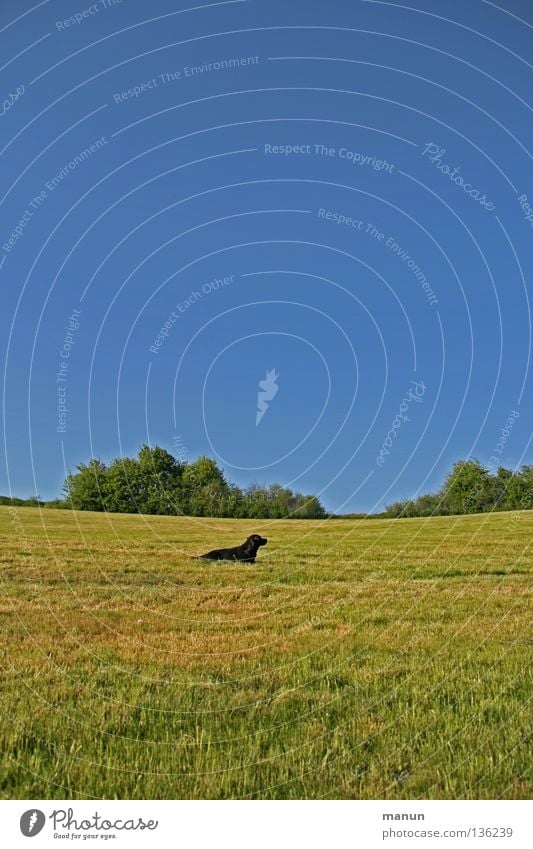 a dog's meadow Sky blue Dog Labrador Spring Summer Calm Serene Endurance Patient Trust Animal Concentrate Green Yellow Meadow Grass Breathe Air Well-being