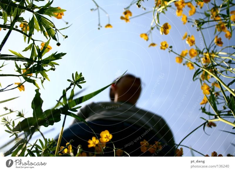 flower power Summer Green Meadow Flower Plant Nature Sky Sunlight Calm Vacation & Travel Pleasant Physics Multicoloured Exterior shot Landscape sunshine garden