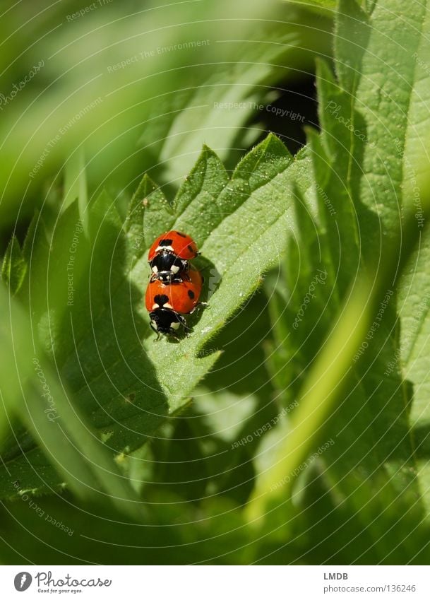 Sex on stinging nettles promotes blood circulation! Ladybird Red Green Grass Black Stinging nettle Leaf Blade of grass Dangerous Insect Spring fever Beetle