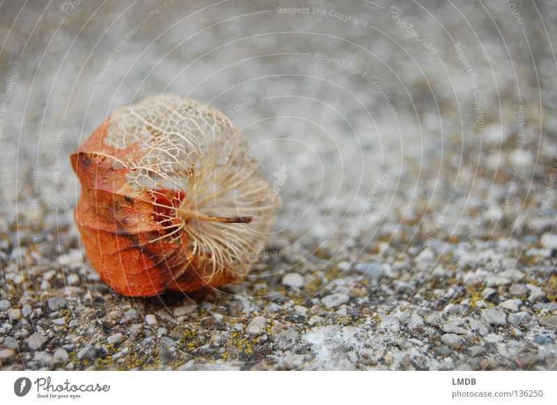 parted Chinese lantern flower Skeleton Stalk Rough Plant Flower Calm Relaxation Transience Death Half Physalis Delicate Fragile Sensitive Grief Goodbye Souvenir