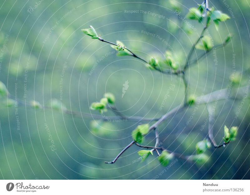 tender-cold Colour photo Subdued colour Exterior shot Detail Deserted Copy Space left Copy Space middle Day Blur Nature Plant Spring Tree Bushes Growth Cold