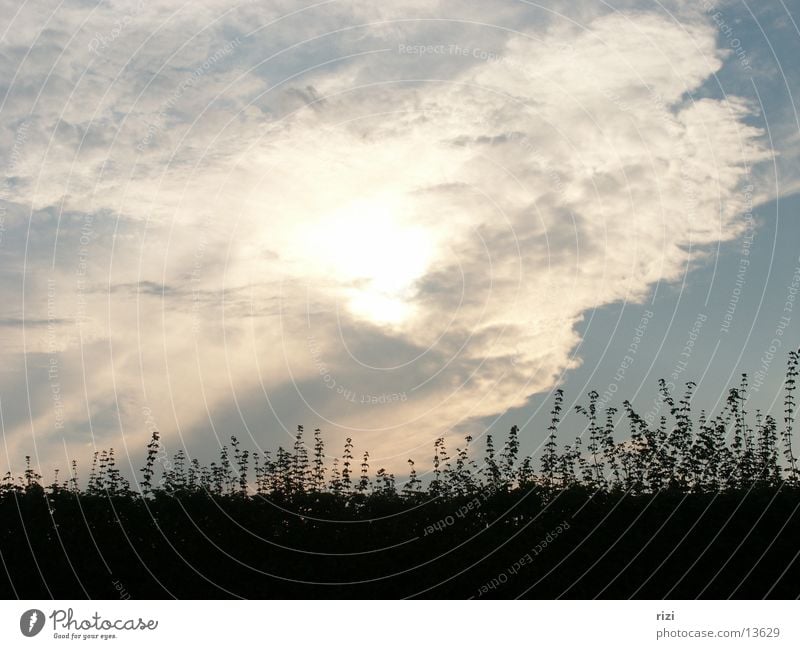 solar clouds Clouds Sunset Grass Shadow silhoutte