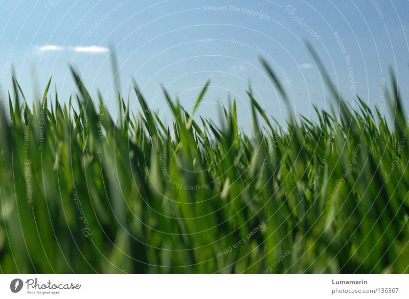 Please don't push. Beautiful Calm Nature Plant Sky Clouds Spring Weather Beautiful weather Grass Field Growth Friendliness Fresh New Juicy Many Soft Optimism