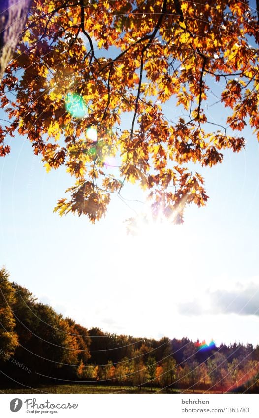 It's herbstelt... Nature Plant Sky Clouds Autumn Beautiful weather Tree Leaf Meadow Field Forest To enjoy Hiking Warmth Autumnal Twigs and branches