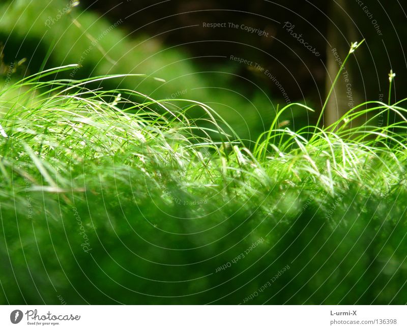 green green grass of home Grass Green Meadow Spring Jump easter light sun