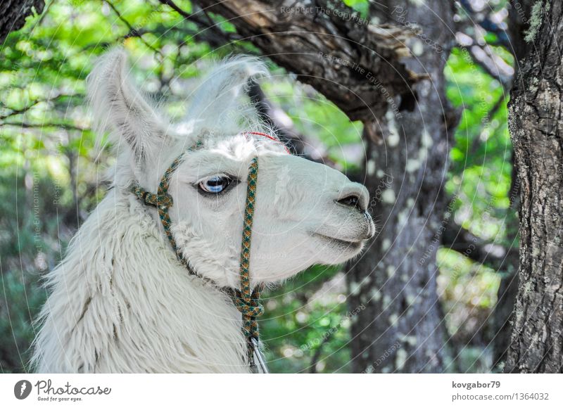 Lama in the woods, El Chalten, Argentina Snow Mountain Hiking Climbing Mountaineering Nature Landscape Animal Sky Park Rock Glacier Lake Blue Patagonia