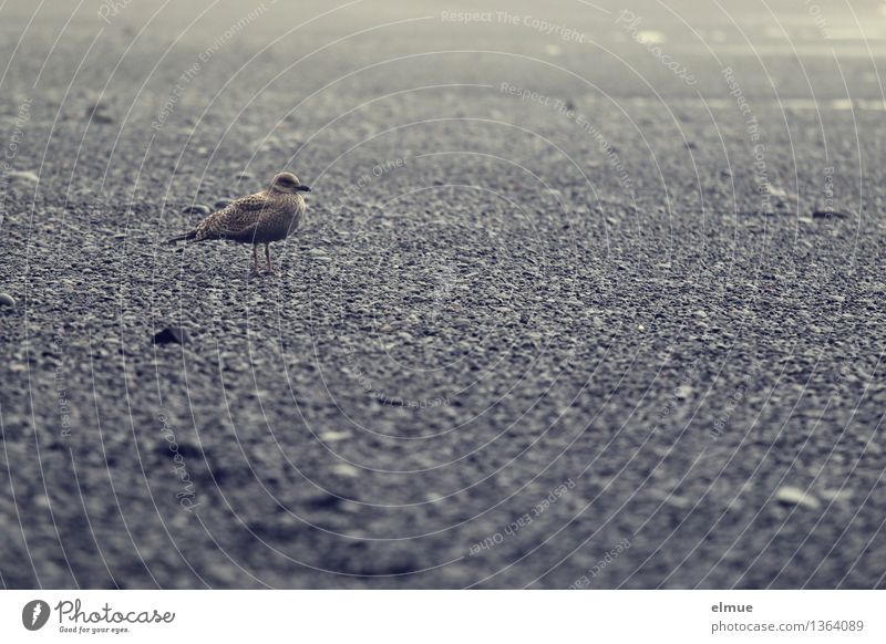 Anything else coming? Beach Iceland Bird Seagull Observe Stand Watchfulness Calm Self Control Curiosity Fear Timidity Mistrust Adventure Relationship Loneliness