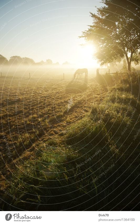 Horse on autumn pasture Leisure and hobbies Ride Agriculture Forestry Environment Landscape Cloudless sky Sun Sunrise Sunset Sunlight Autumn Beautiful weather