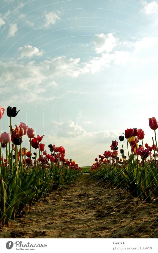 solo run Tulip Flower Multicoloured Multiple Floodgate Sky blue Heavenly Far-off places Field Green Red Pink Clouds Bad weather Loneliness Edge Restrict Avenue