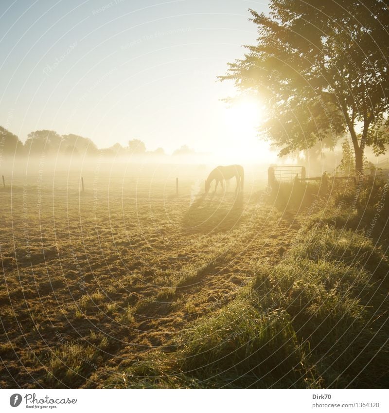 Bathing in Sunlight Landscape Cloudless sky Autumn Beautiful weather Fog Tree Grass Bushes Meadow Field Pasture Horse 1 Animal To feed Illuminate Friendliness