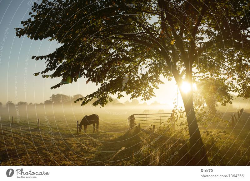 Morning pasture Ride Agriculture Forestry Nature Landscape Cloudless sky Sun Sunrise Sunset Sunlight Autumn Beautiful weather Fog Tree Grass Deciduous tree